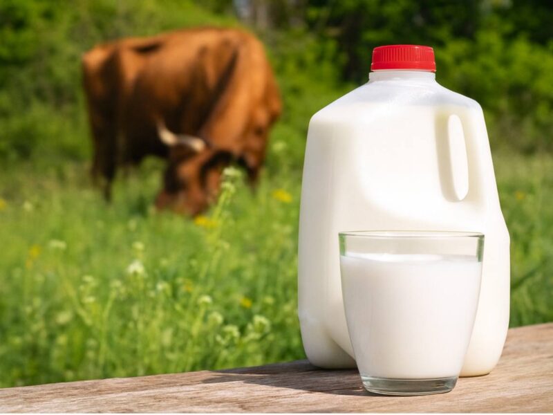 Raw Cow Milk: Gallon in Plastic