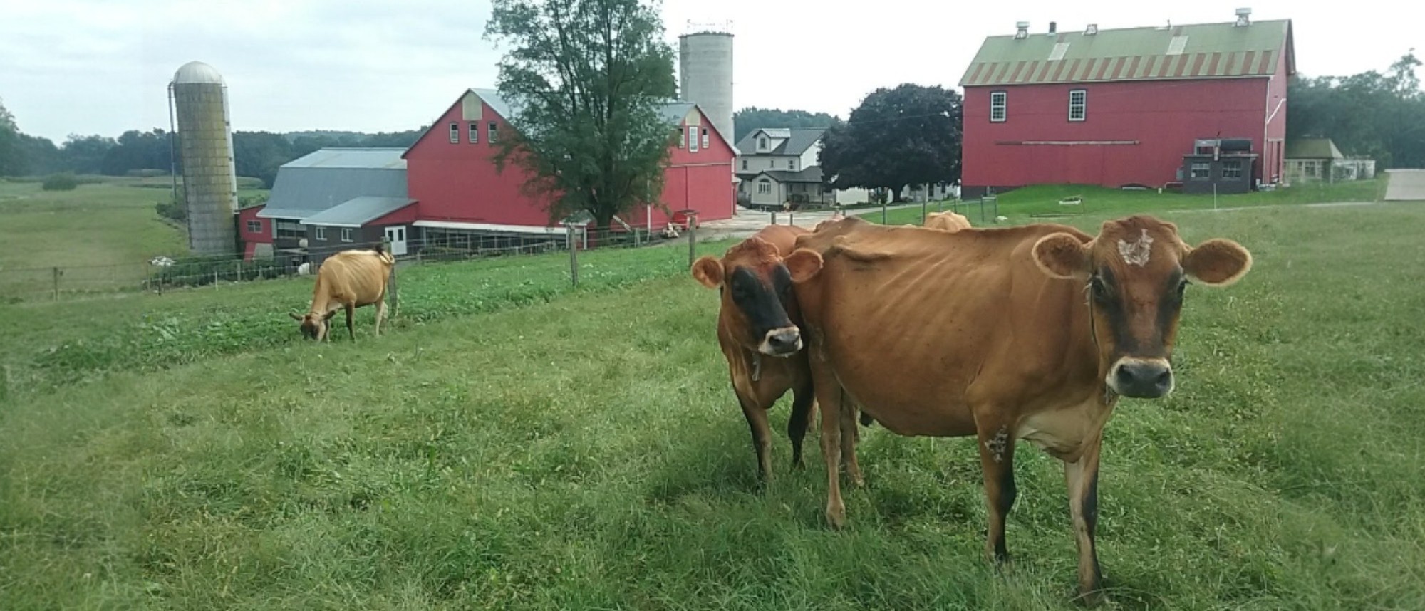 Jersey cows grazing on pasture in front of the red barns at the farm